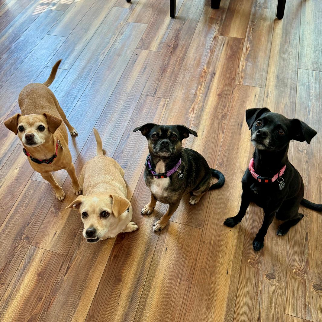 A picture of my dogs. From the left, Barney, Beaker, Betty, and Baylee (Yes, it's confusing)